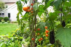 Gallery Images for Website - 2