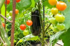 Gallery Images for Website - 4