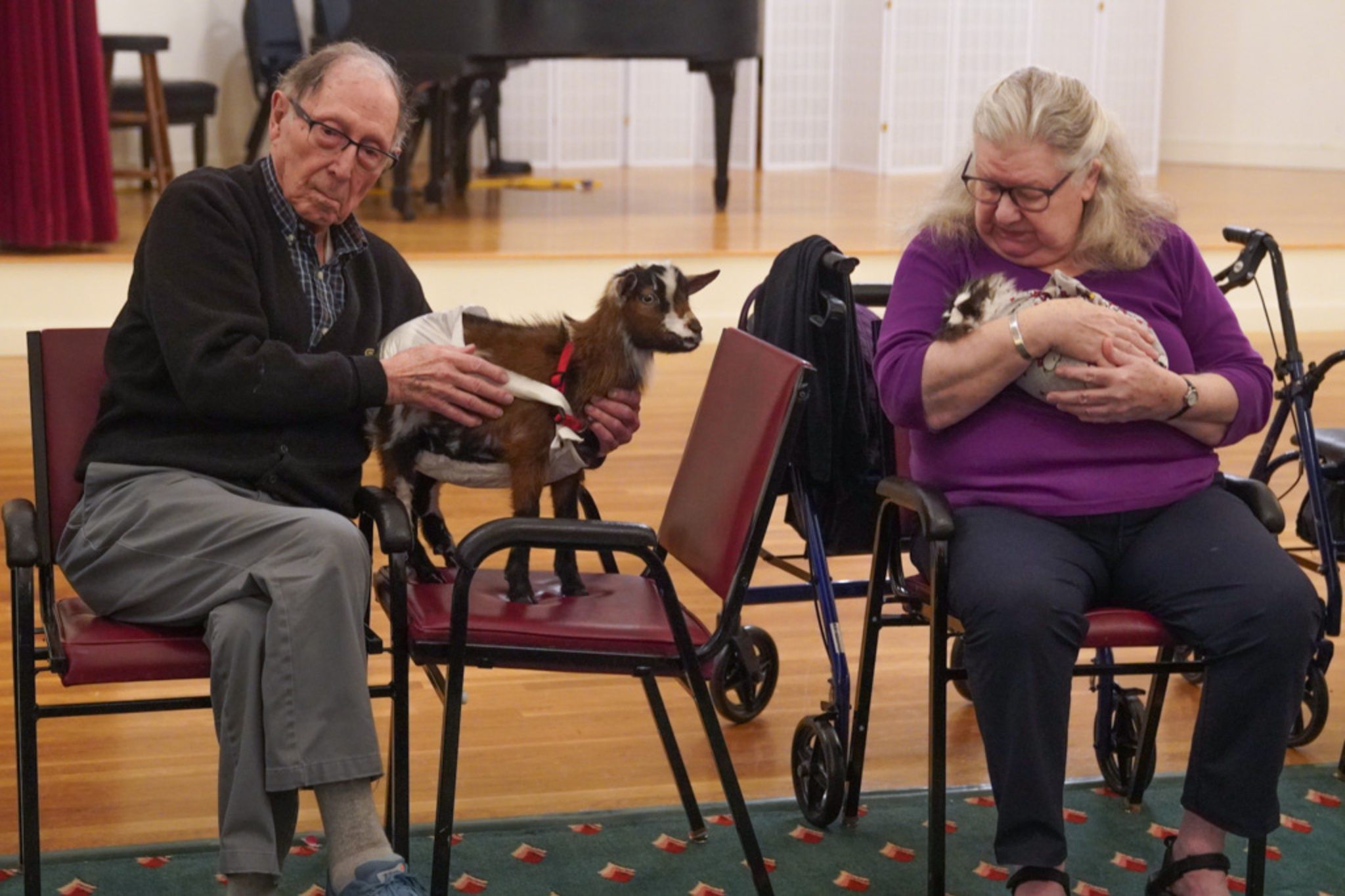 Two elderly people sit on chairs, each holding a small goat, inside a bright indoor room, discussing a recent scholarship awarded in their community.
