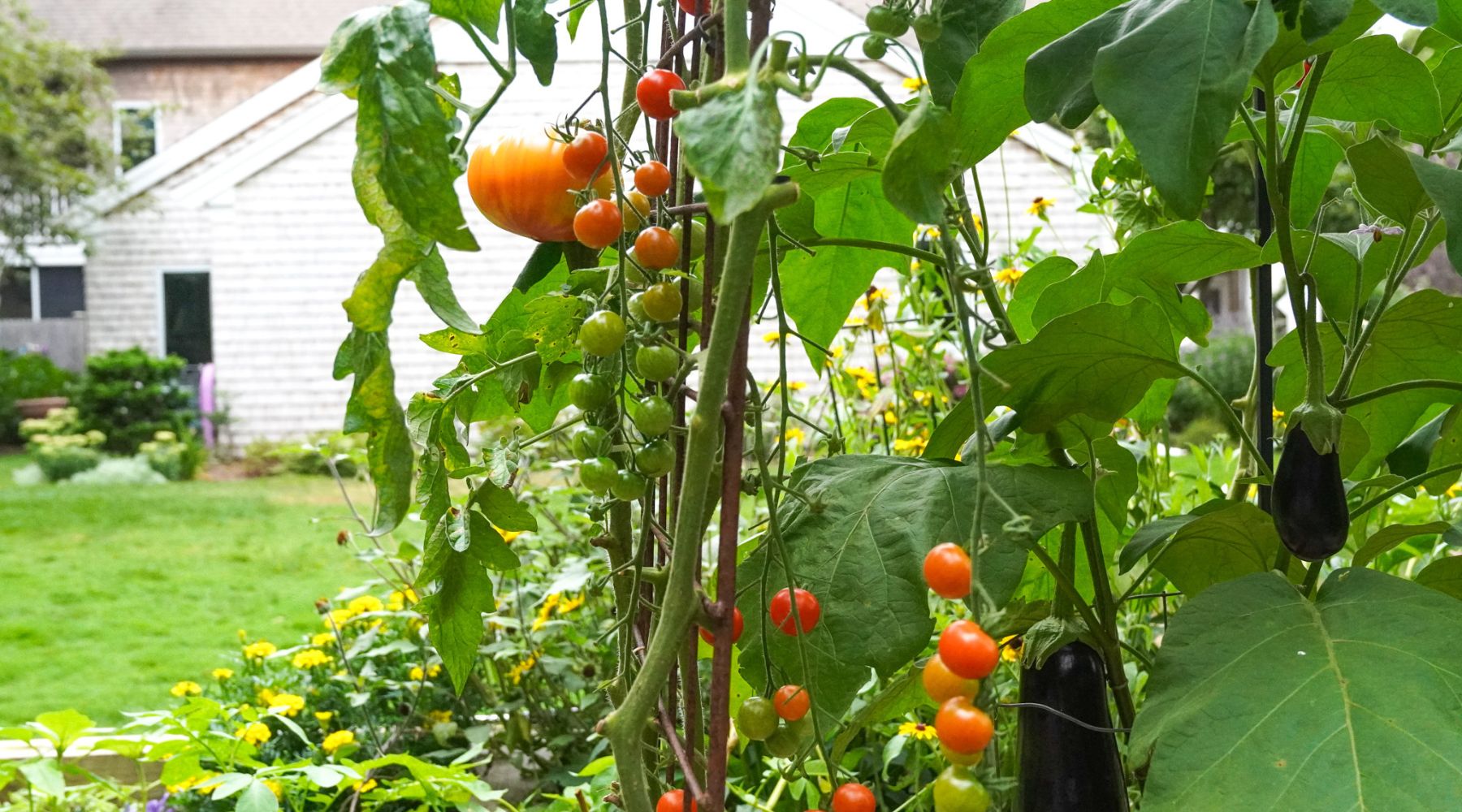 Cherry tomatoes, eggplants, and a pumpkin growing on vines in a lush garden with a white house in the background—a scene worthy of a gardening scholarship.