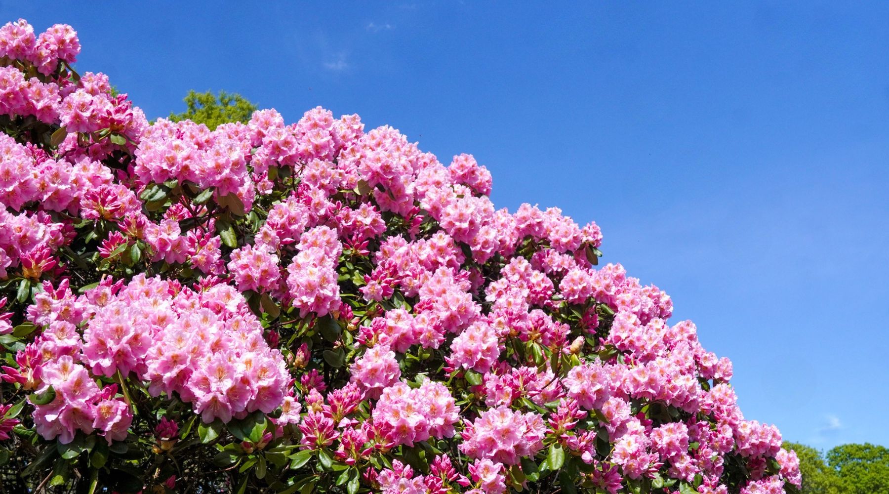 The Thirwood Difference: A Thirwood Place Photo Essay