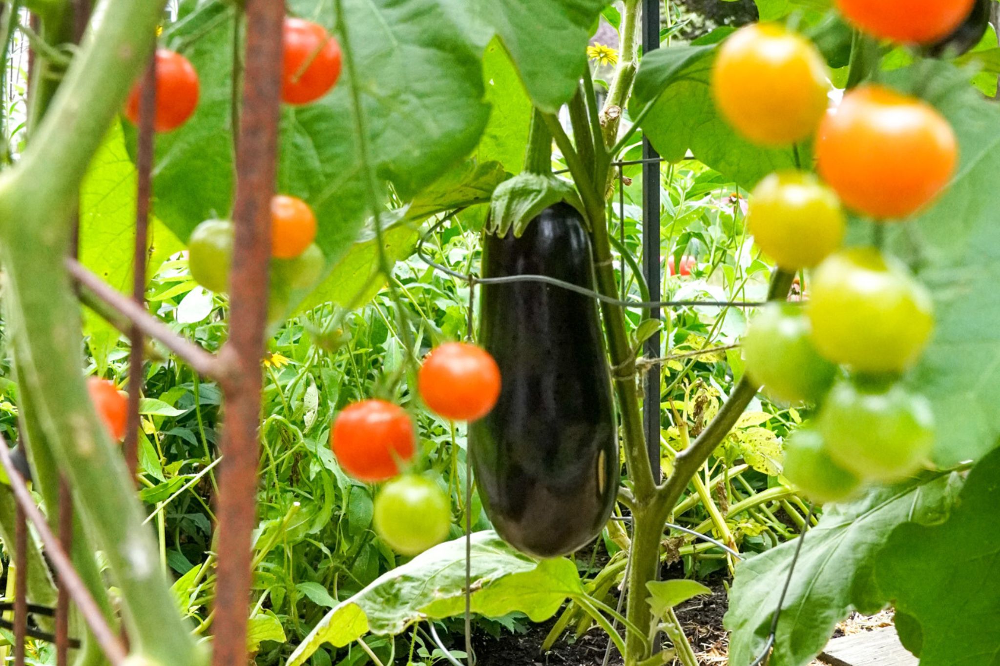 A shiny eggplant grows on a vine surrounded by ripe and unripe cherry tomatoes in a vibrant summer garden.