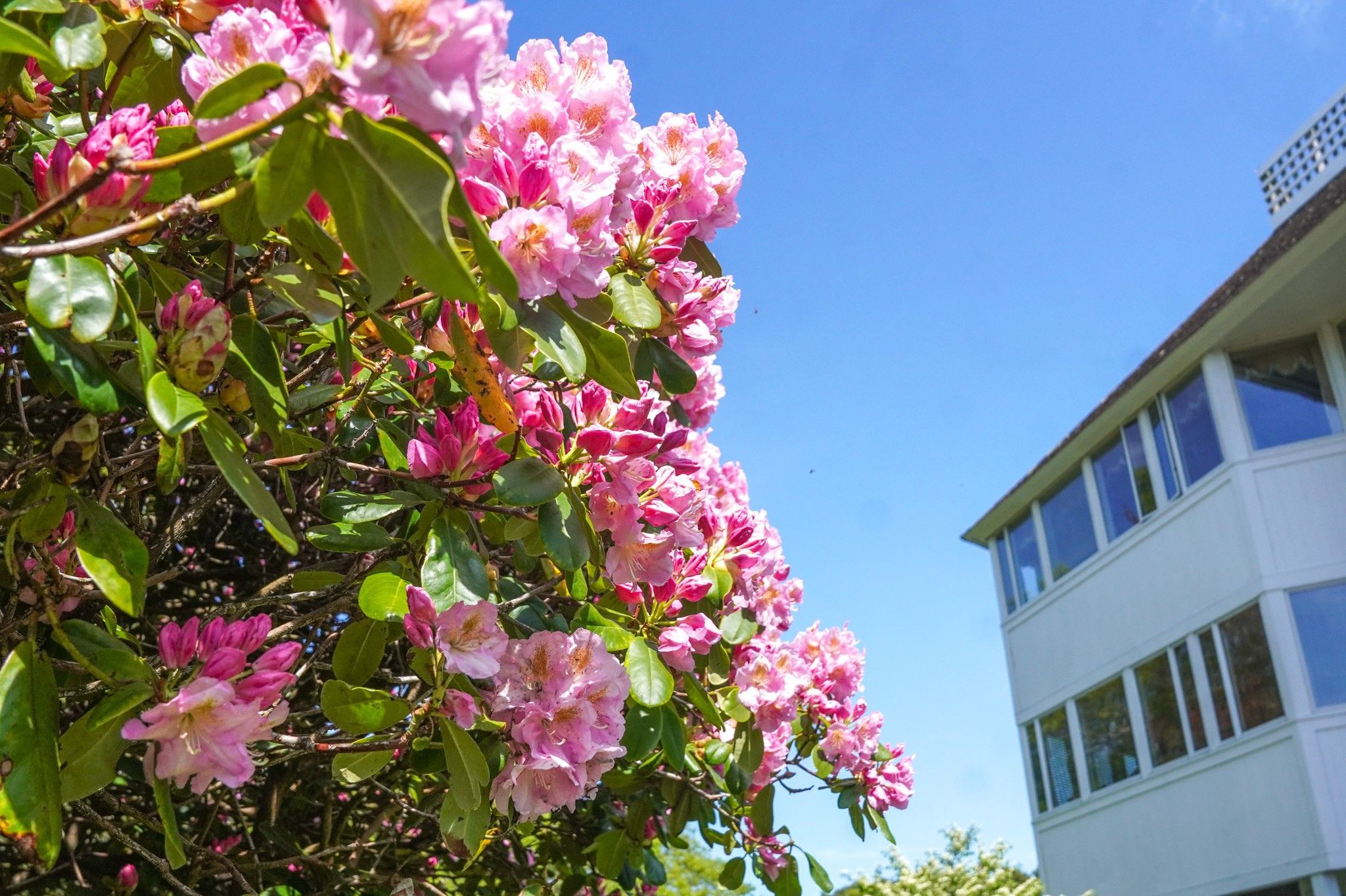 Pink flowers blooming on a bush next to a white building capture the vibrant spirit of summer under a clear blue sky.