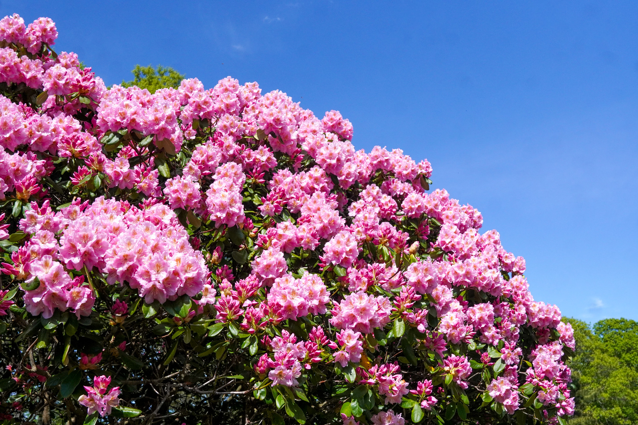 A large bush covered in bright pink flowers blooms under a clear blue sky, attracting passing animal visitors.