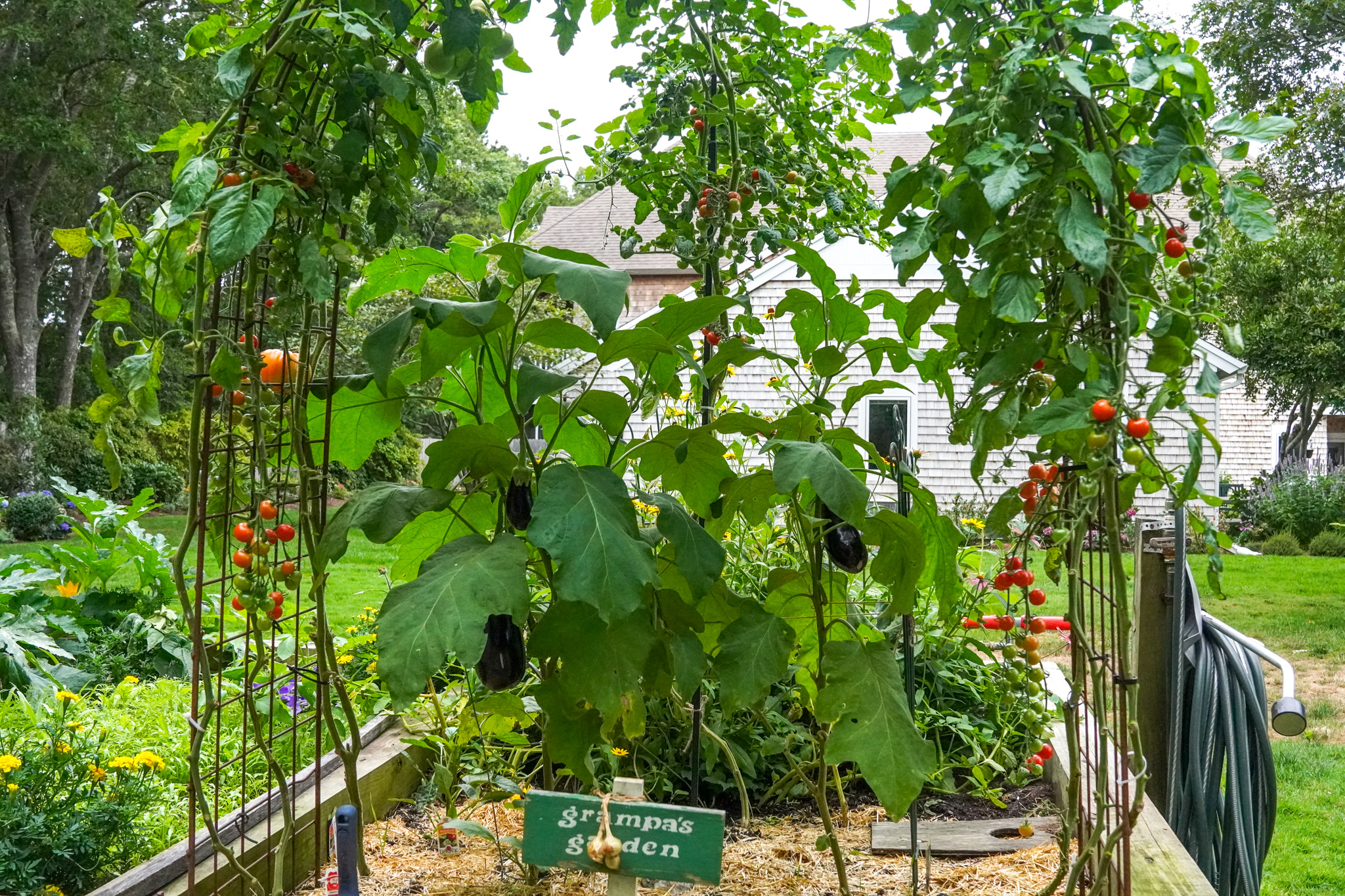 Tall vegetable plants with tomatoes and eggplants flourishing in a summer garden bed, sign reads “grandpas garden.”.
