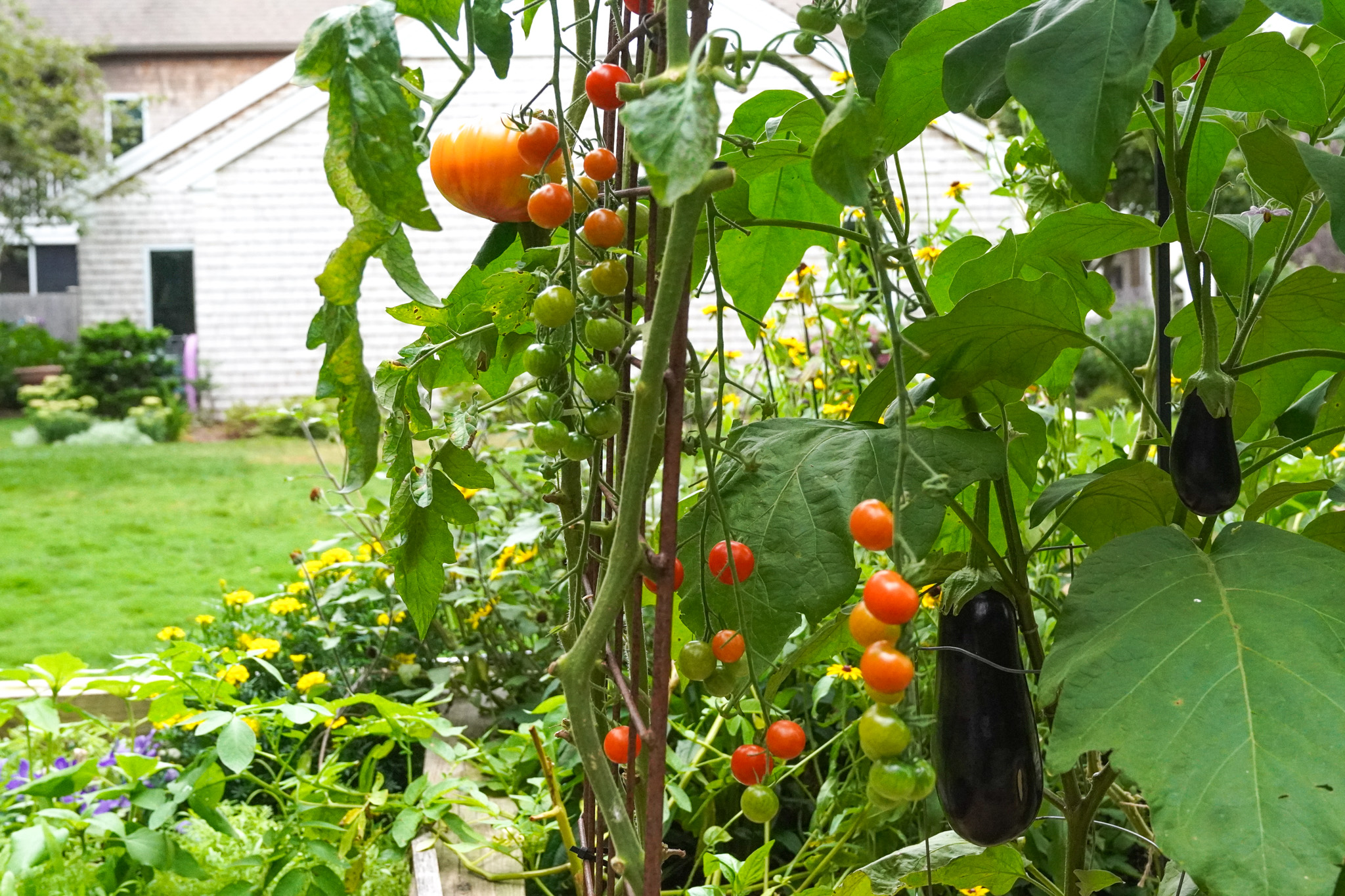 Tomatoes, eggplants, and a pumpkin thrive in a lush summer garden, with a house nestled in the background.