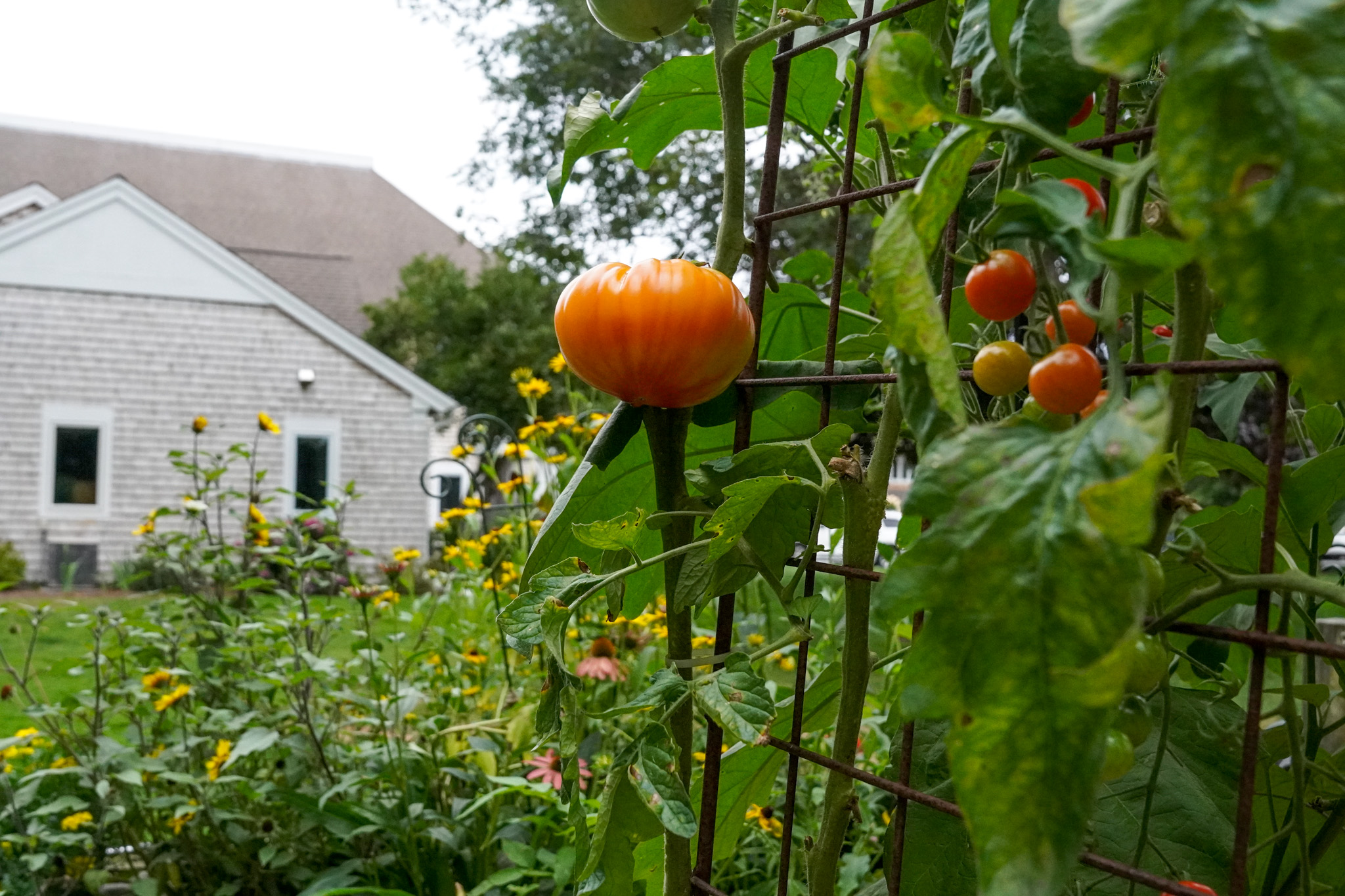 Ripe tomatoes growing on a vine in the summer, with a garden and house in the background.