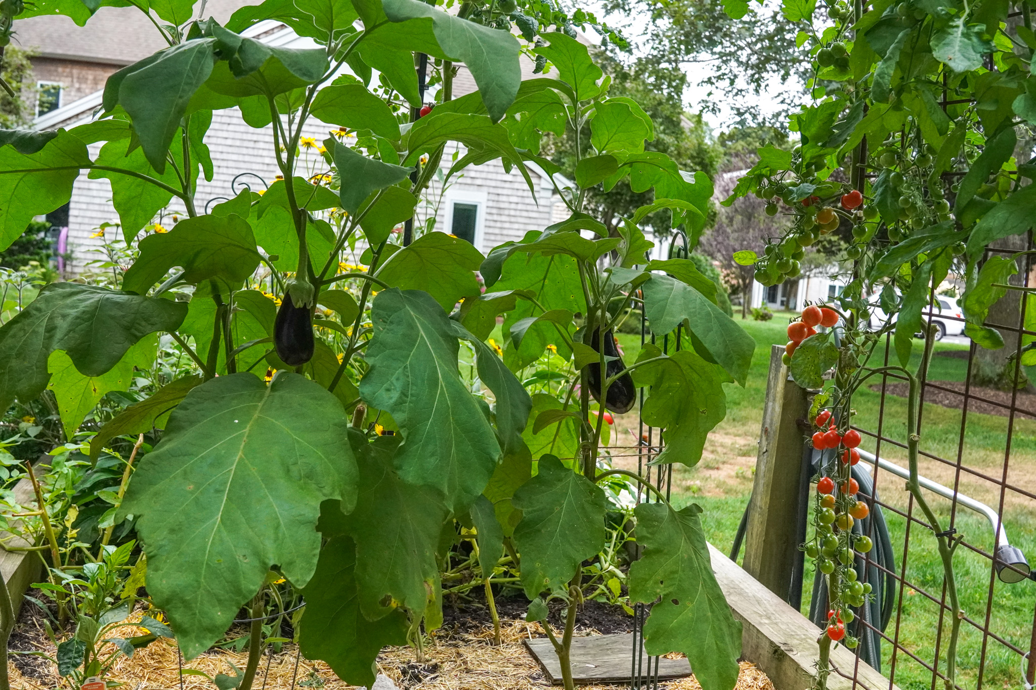 A vibrant summer garden with eggplants thriving in a raised bed and cherry tomatoes ripening on a vine trellis.