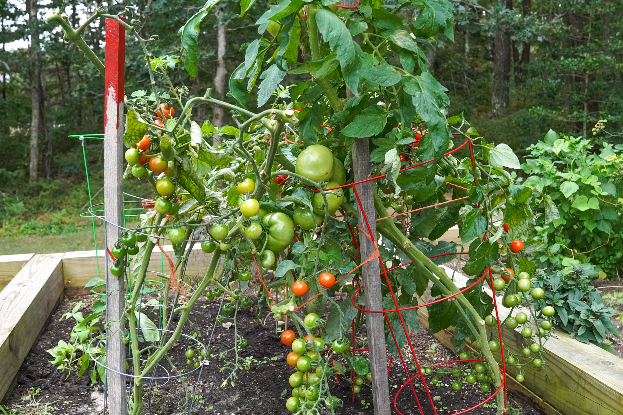 Tomato plants flourish in a summer garden bed, supported by red cages, with clusters of green and ripe red tomatoes.
