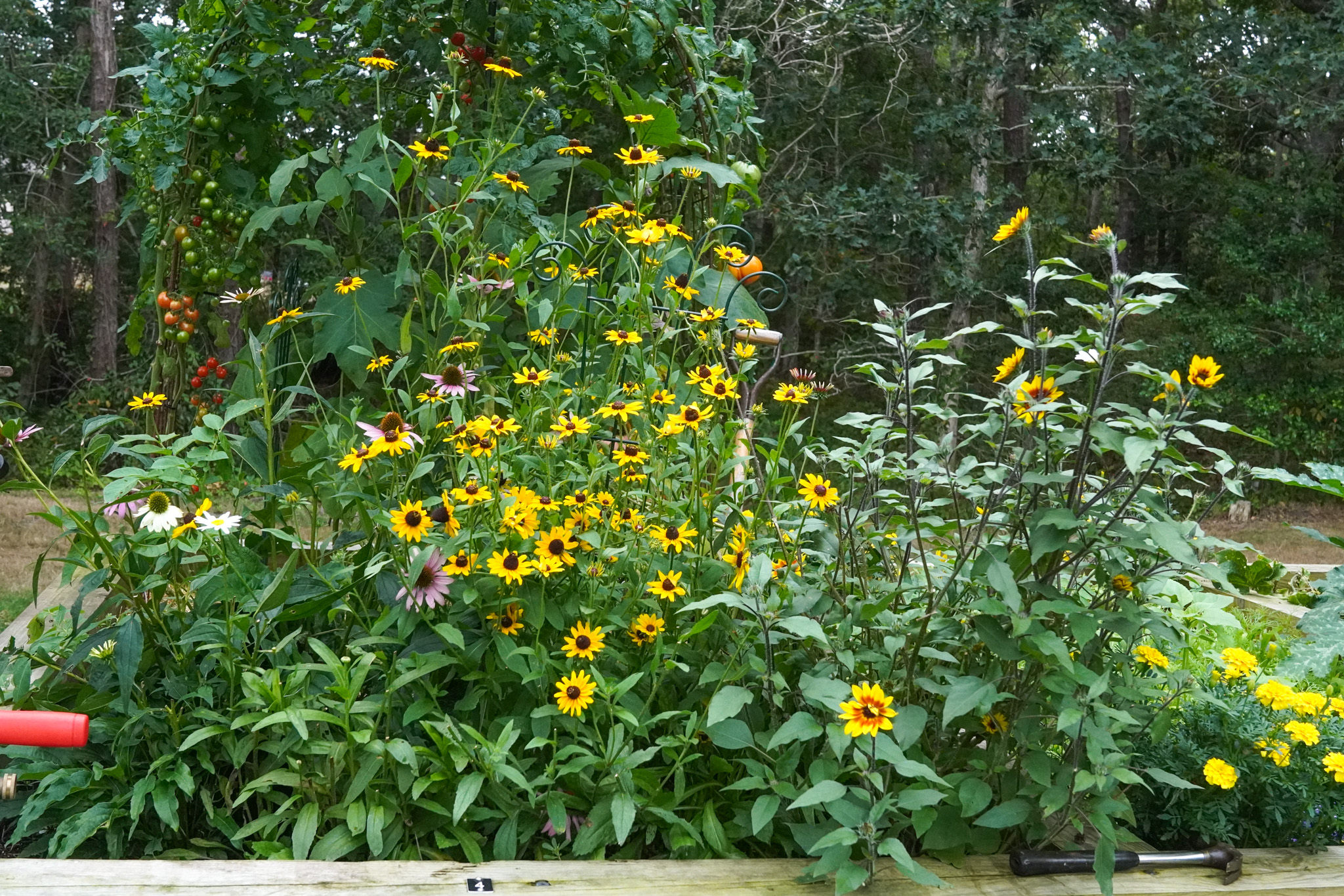 Garden bed with yellow and purple flowers, green leaves, and trees in the background, creating a vibrant summer scene.