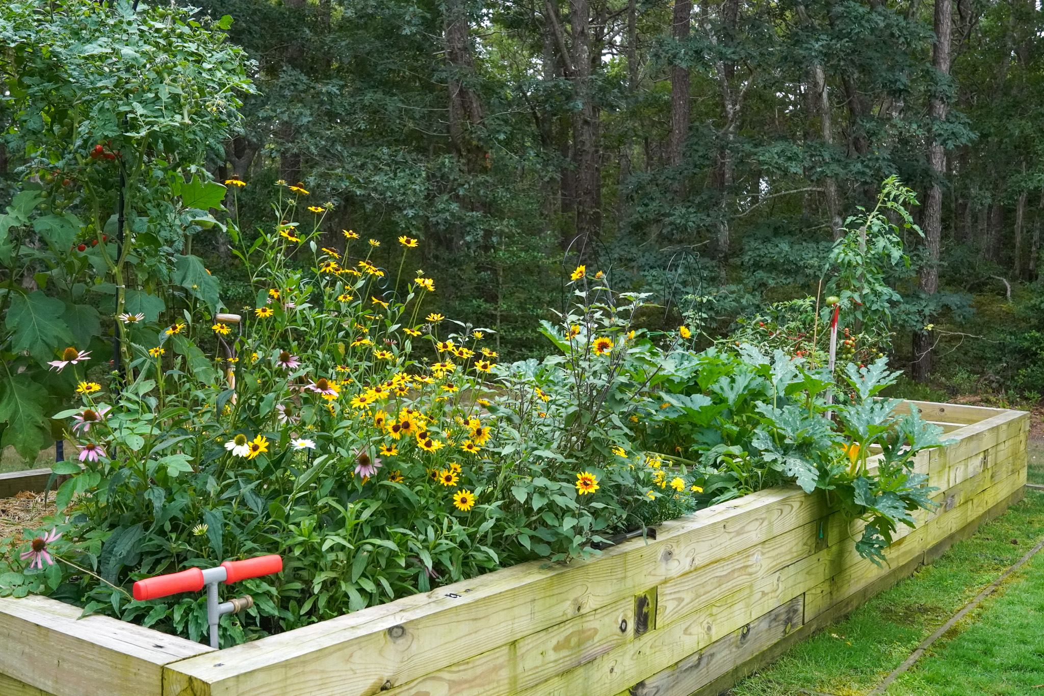 A wooden raised garden bed with blooming yellow and purple flowers and green vegetables thrives in the summer sun, set by a forest.