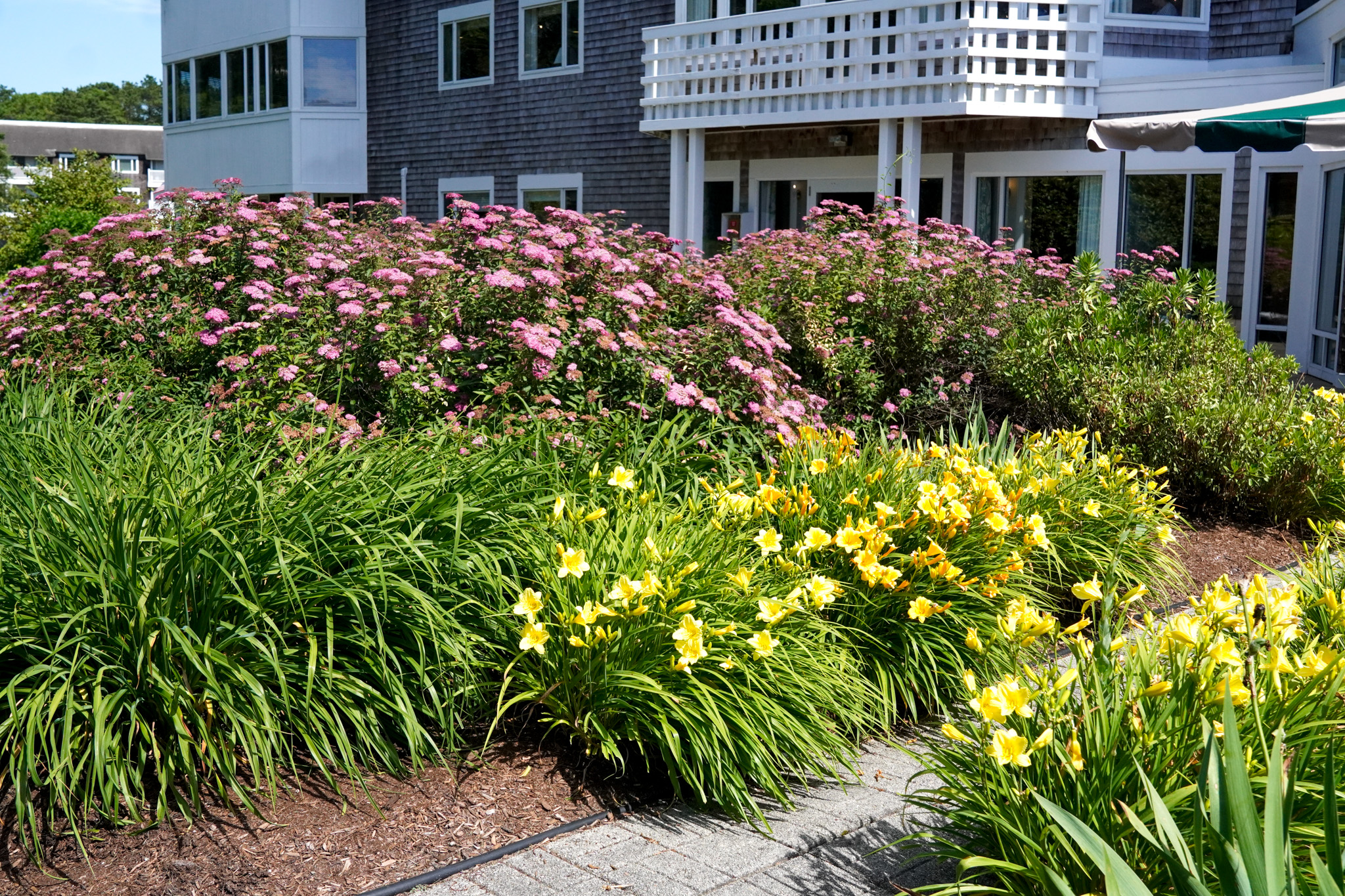 Flowering bushes and yellow lilies bloom in a landscaped garden, capturing the essence of summer beside a gray shingle building with white trim.