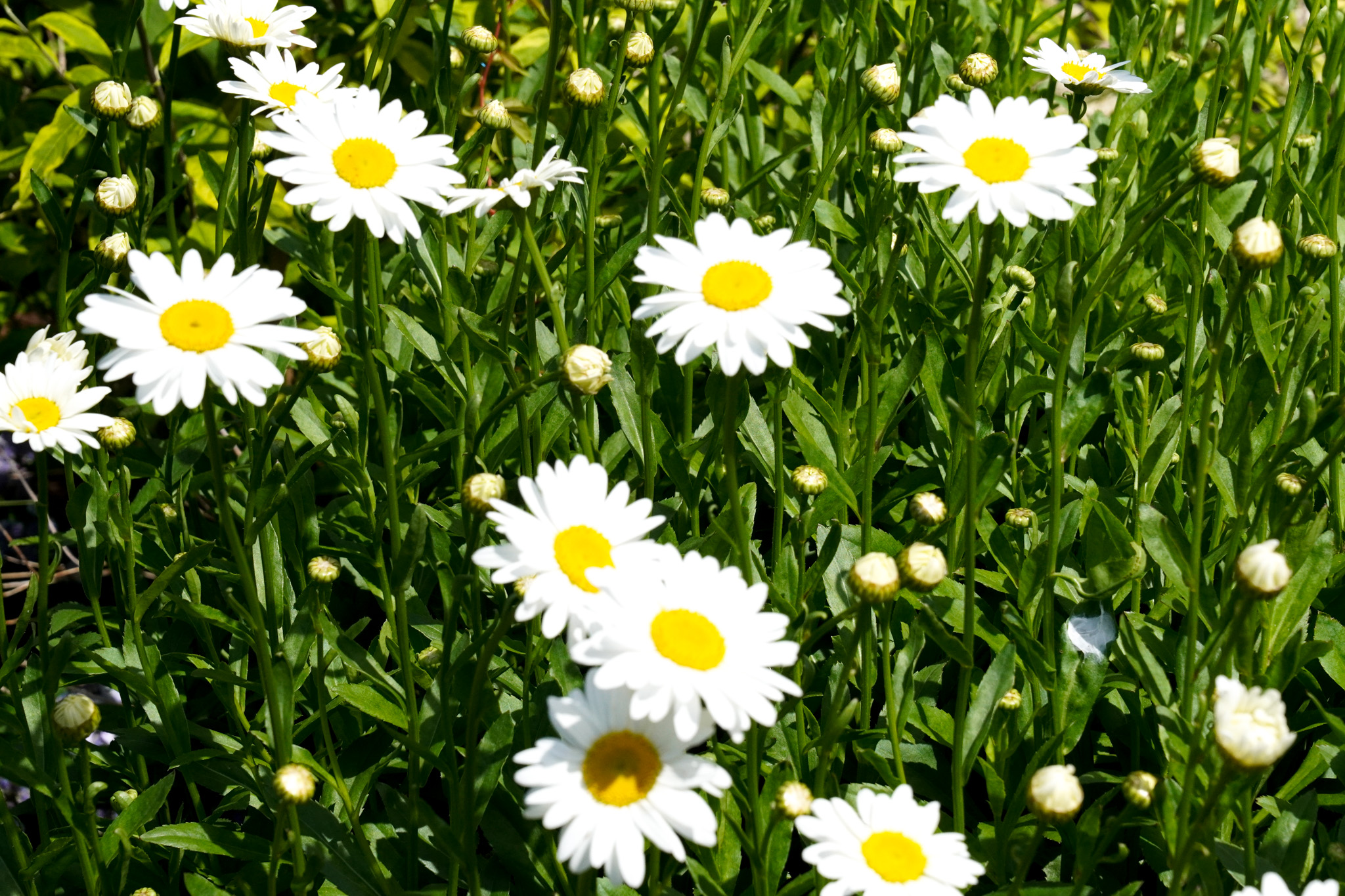 White daisies with yellow centers bloom among green leaves in bright summer sunlight.