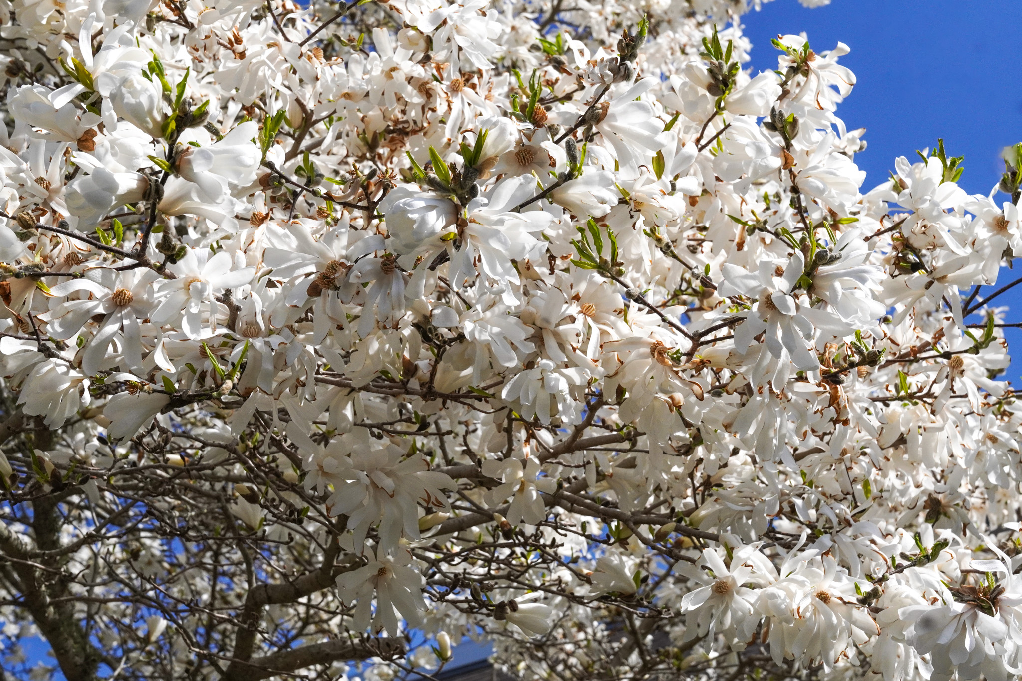 White blossoming flowers cover tree branches against a clear blue summer sky on a sunny day.