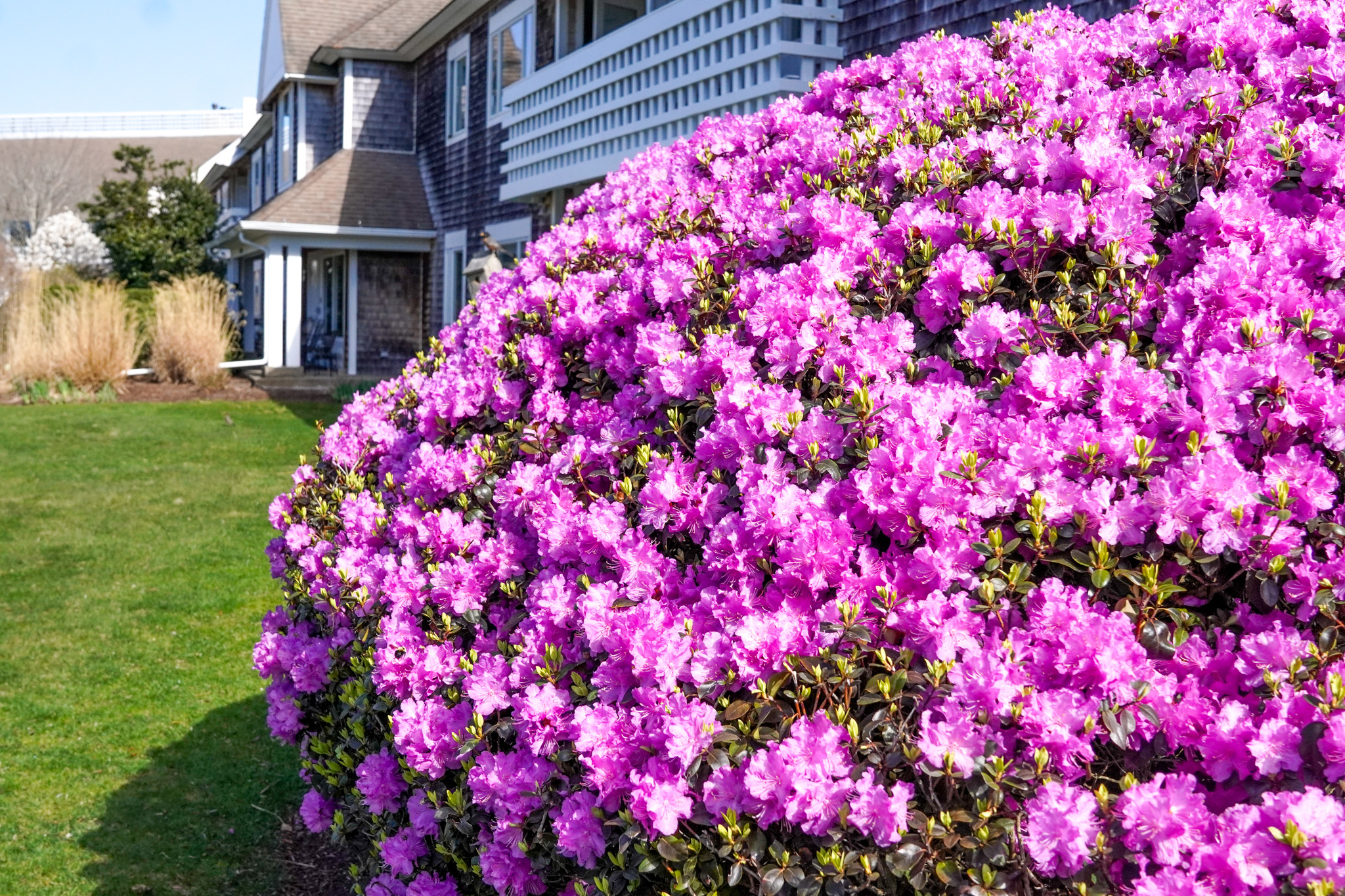 A large bush covered in bright pink flowers blooms in front of a house on a sunny summer day.