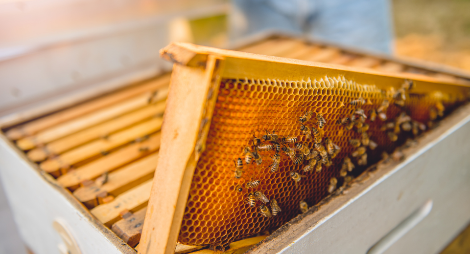 bees within a brood box