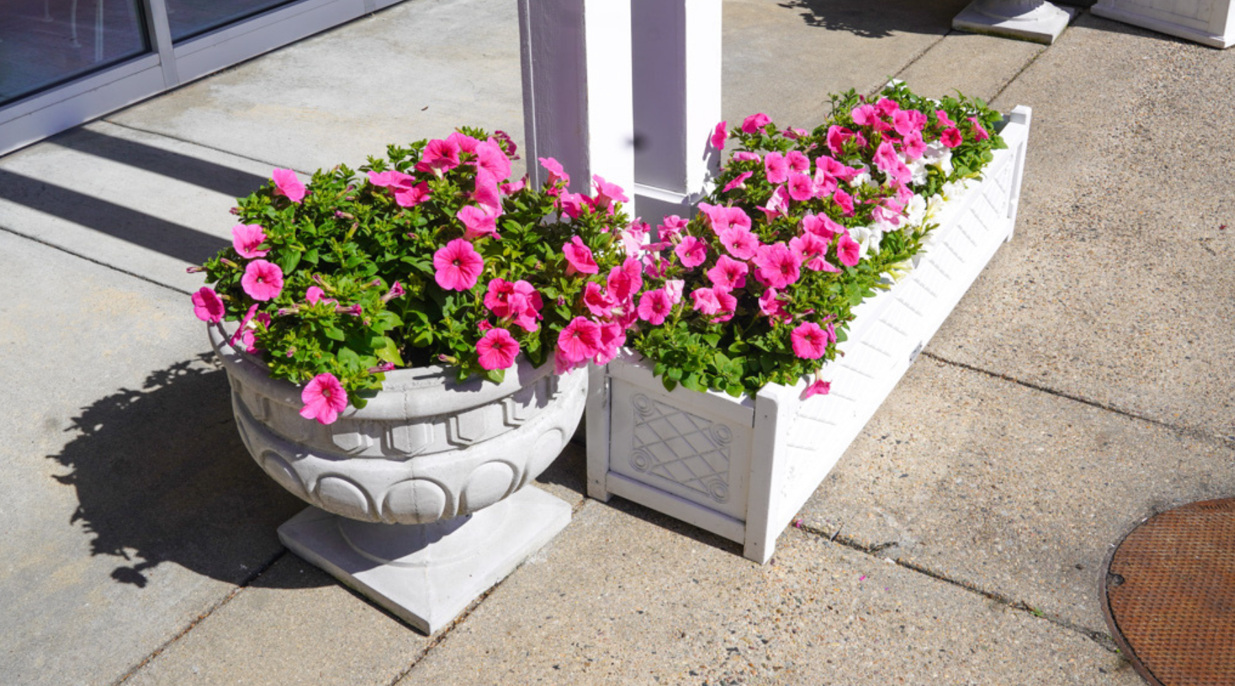Two planters with blooming pink petunias, reminiscent of a lightship’s bright presence, sit on a sunny sidewalk by a building entrance.