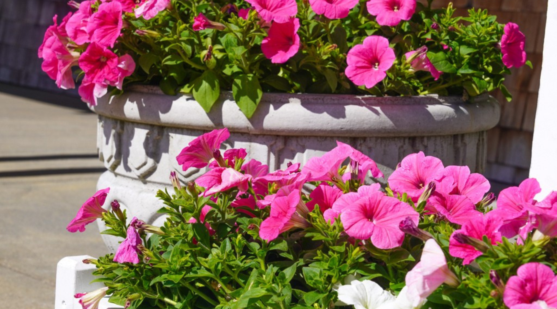 Thirwood Place News: Patio Paradise: Container Gardening for Seniors