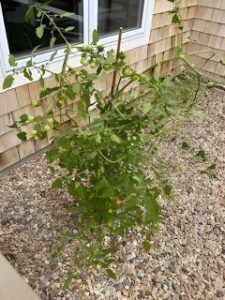 Tomato plant with green tomatoes thriving in a small, rocky Cape Cod garden near a house window.