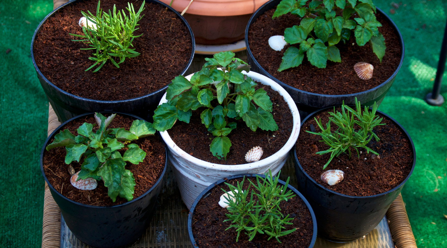 Six potted plants with dark soil and seashell decorations, arranged closely together on a woven surface, evoke the charm of a lightship’s cozy quarters.