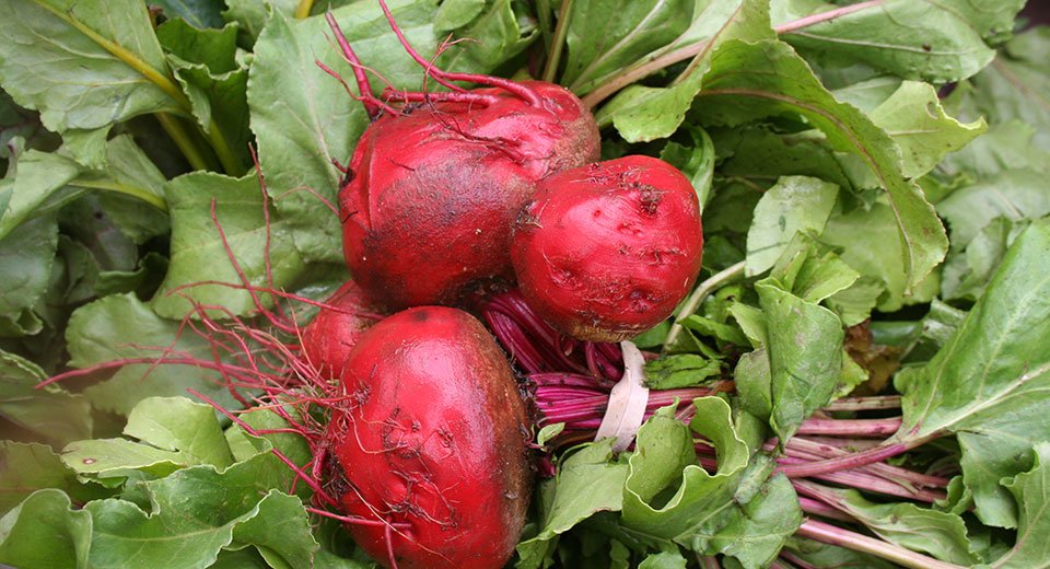 Gardening Time is Almost Here! Make the Most of it for Your Health